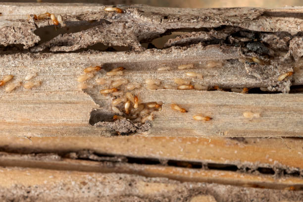 Best Insect Control  in Decatur, TN
